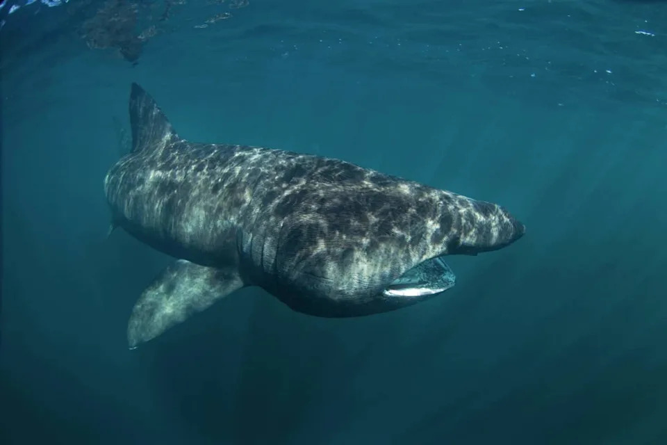 basking shark, cetorhinus maximus, Coll island, Scotland