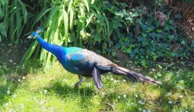 THE HUNT FOR EL CHAPO: How a Fugitive Peacock United Fortuna | Lost Coast Outpost