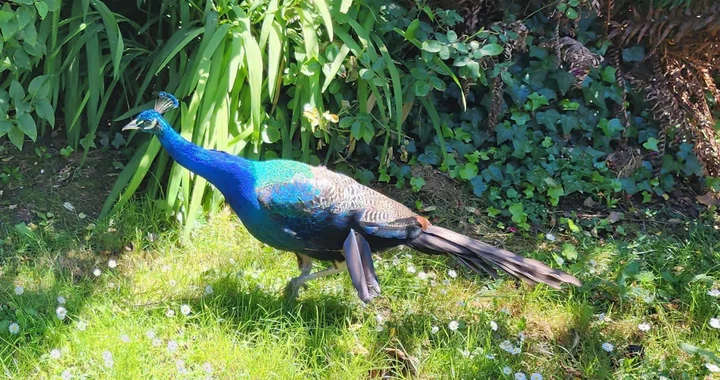 THE HUNT FOR EL CHAPO: How a Fugitive Peacock United Fortuna | Lost Coast Outpost