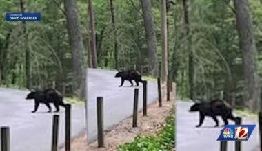 Animal services share safety tips as black bear sightings increase across Piedmont Triad