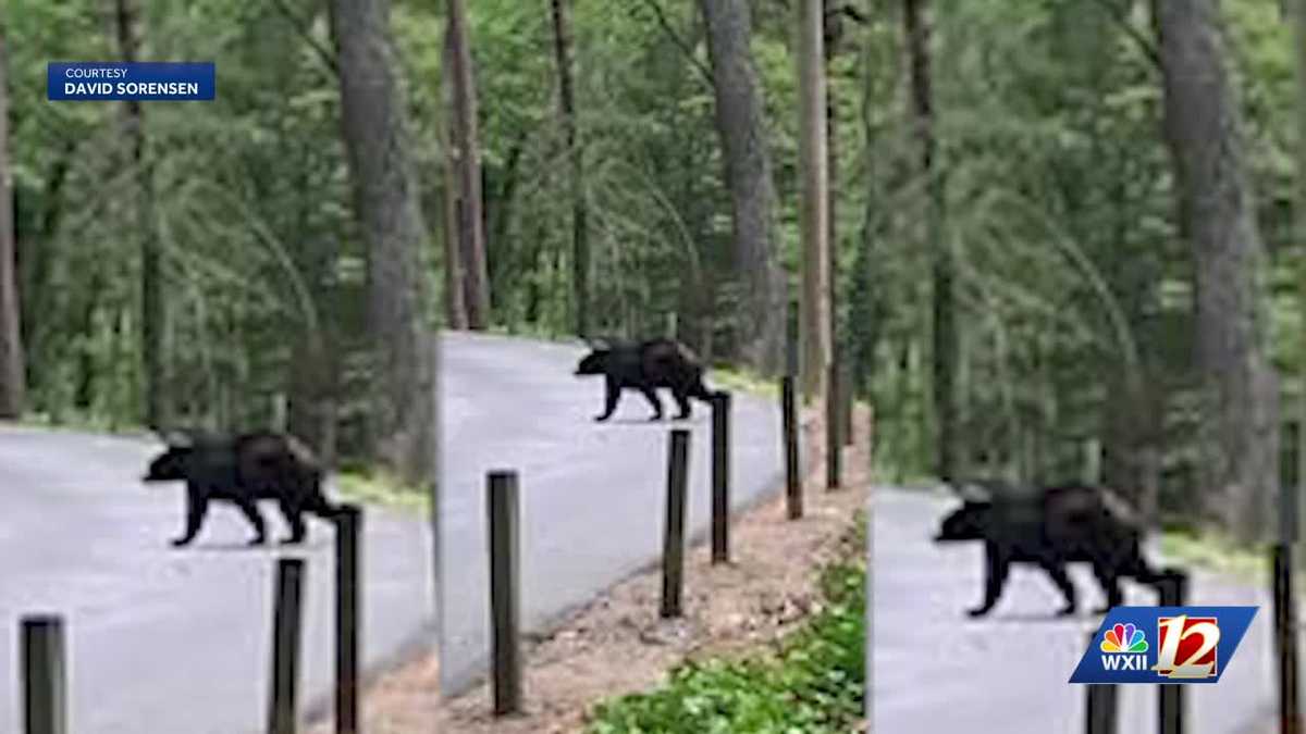 Animal services share safety tips as black bear sightings increase across Piedmont Triad