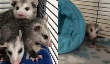 People at Sioux Falls tattoo parlor help save baby opossums after they ‘fell out of their mom’s pouch’