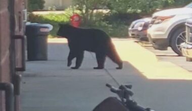 Why are black bears showing up in West Michigan?