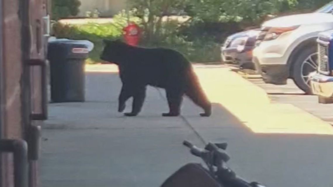 Why are black bears showing up in West Michigan?