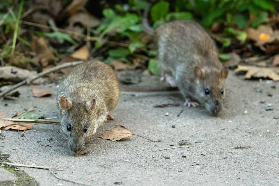 Rats.Credit: Getty