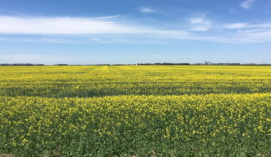 A golden opportunity for canola
