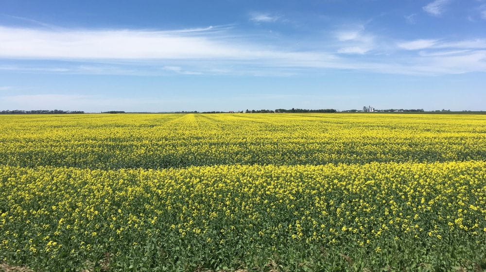 A golden opportunity for canola