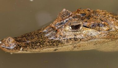 It's not an alligator or a crocodile. But this invasive predator is moving into their territory in South Florida