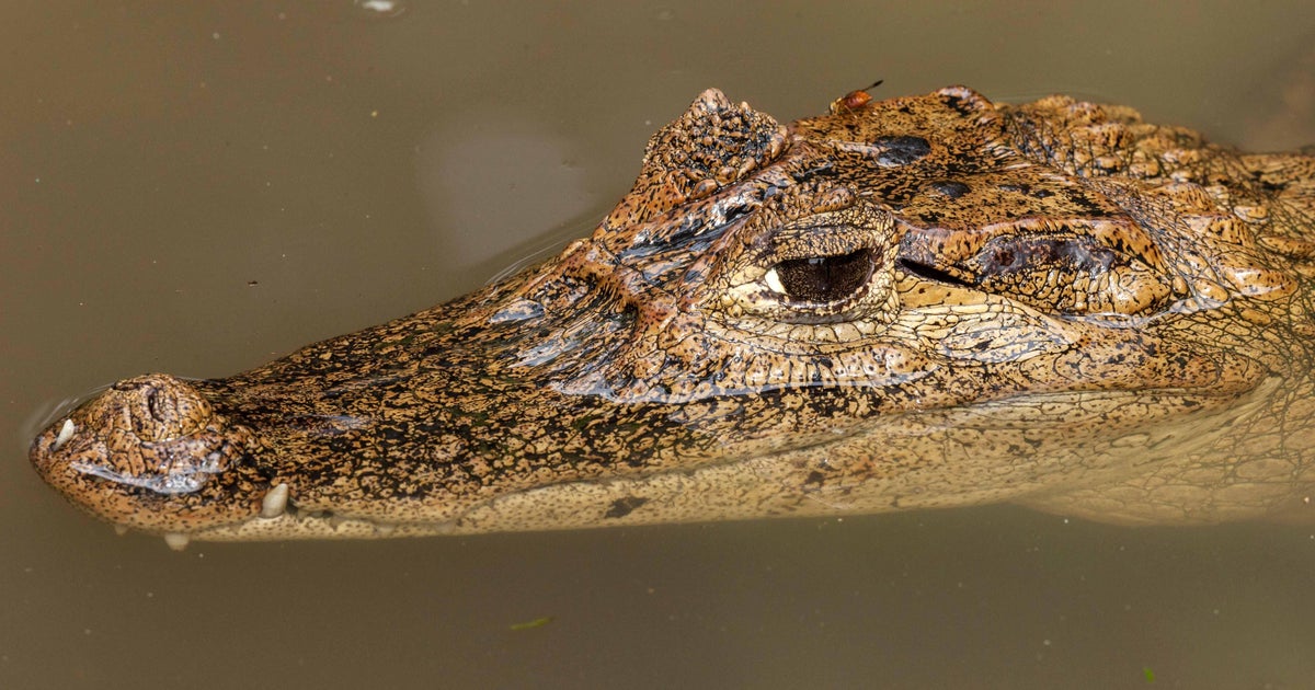 Spectacled Caiman