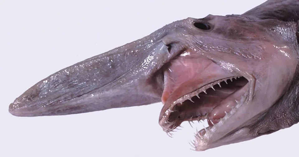 This image shows the head of a goblin shark with its jaws extended. / Credit: Dianne Bray/Museum Victoria