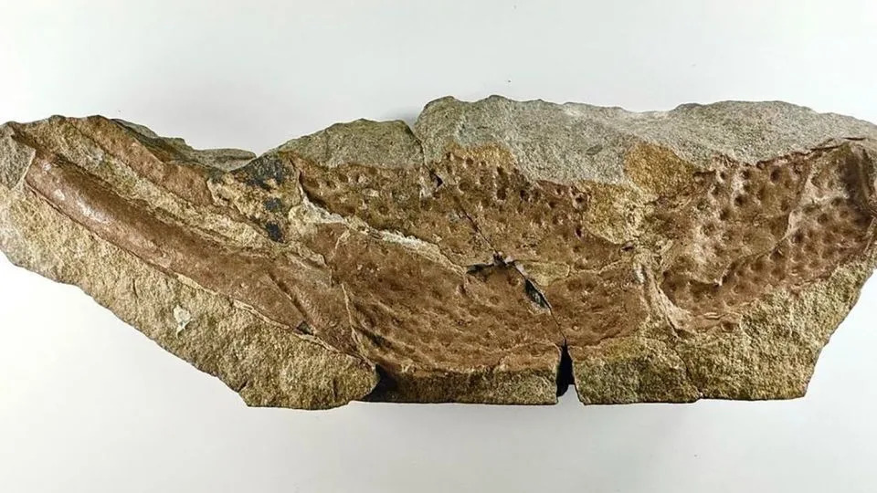 A fossil fragment indicates P. gigas likely had roughly 6-inch-long pincers. - Richie Howard/NHM