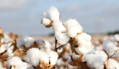 USDA announces plan to strengthen U.S. cotton The U.S. Department of Agriculture (USDA) announced a new initiative aimed at strengthening the U.S. cotton industry as growers continue to face economic challenges.