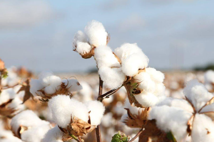 USDA announces plan to strengthen U.S. cotton The U.S. Department of Agriculture (USDA) announced a new initiative aimed at strengthening the U.S. cotton industry as growers continue to face economic challenges.