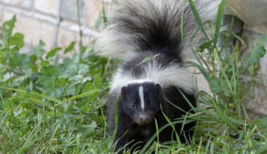 Popular household remedy for keeping skunks away dismissed as myth by wildlife expert