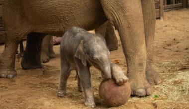 Baby elephant 'plays football' in time for World Cup