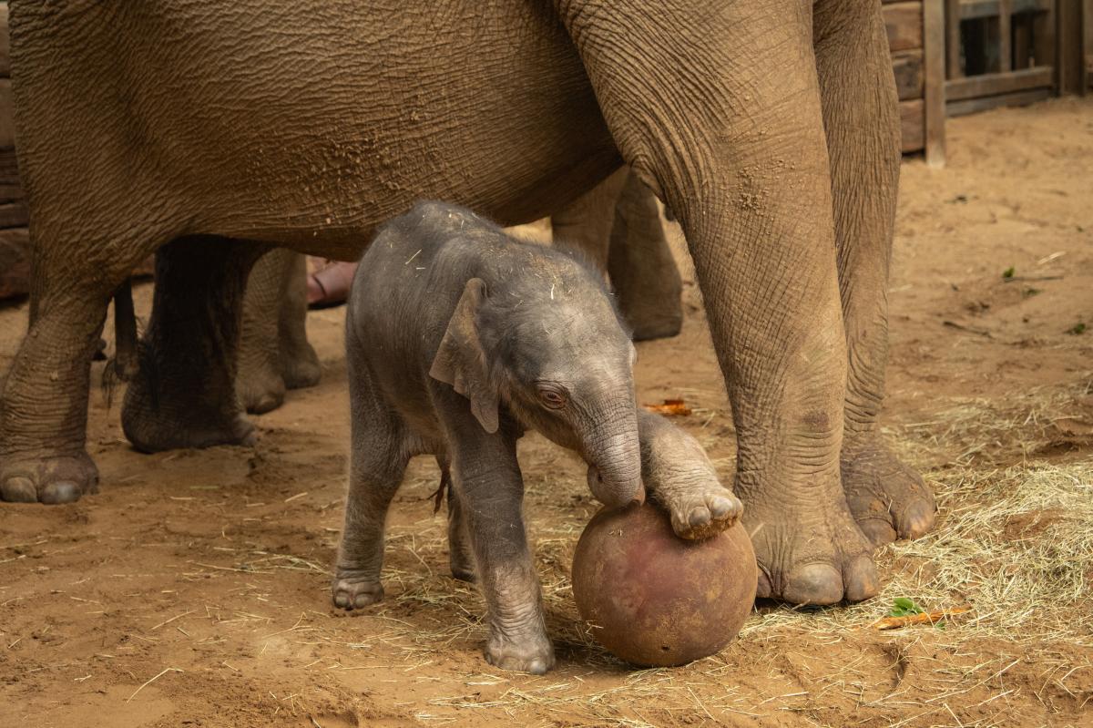 Baby elephant 'plays football' in time for World Cup