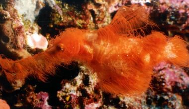 Diver Spots Unusual Hairy-Looking Fish — And Finally Solves A 20-Year-Old Mystery