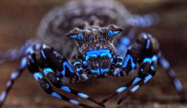 Glowing blue spider along with dozens of unknown species uncovered in Angola highlands