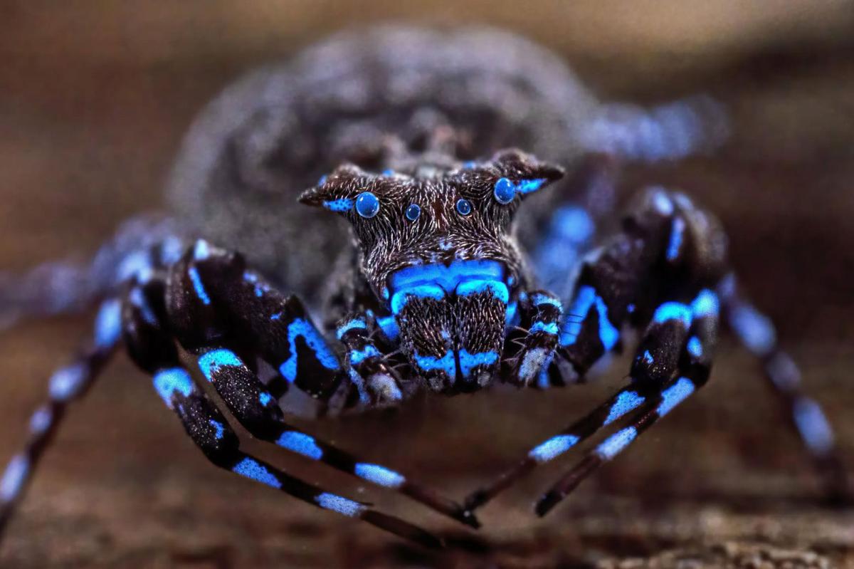 Glowing blue spider along with dozens of unknown species uncovered in Angola highlands