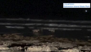Galveston beachgoers were surprised to learn what these coyotes are doing
