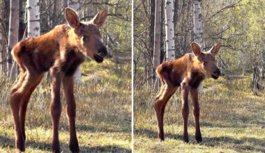 'Tugs at my heart': Days-old moose calf cries for its mother after cow walks off with larger twin