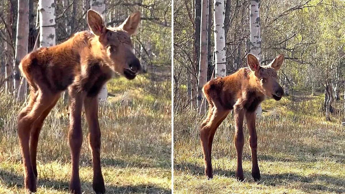 'Tugs at my heart': Days-old moose calf cries for its mother after cow walks off with larger twin