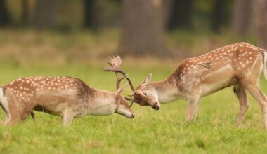 'Out-of-control' deer threatening crops, farmers say