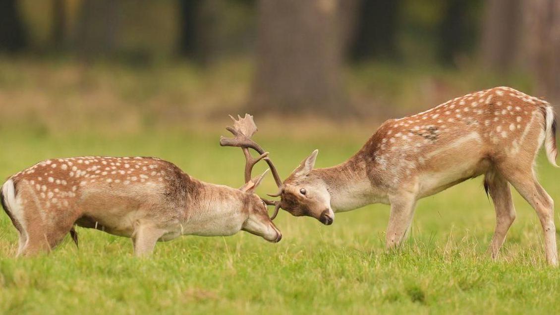 'Out-of-control' deer threatening crops, farmers say
