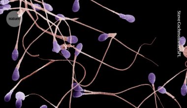 The latest benefit of obesity drugs: boosting testosterone and sperm quality