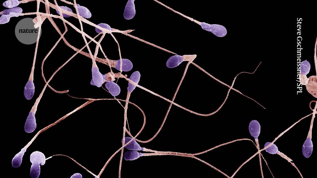 The latest benefit of obesity drugs: boosting testosterone and sperm quality