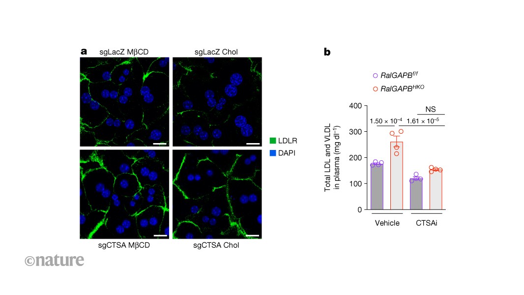 How long-term dietary cholesterol can slow down its own clearance by liver cells