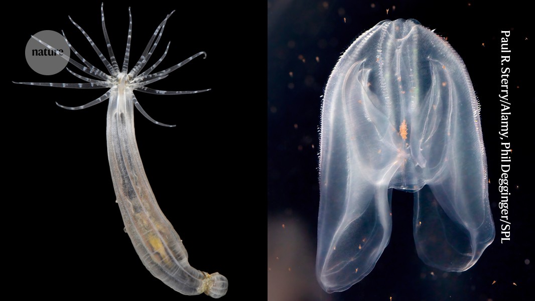 Cell transplant across the tree of life hints at how animals emerged