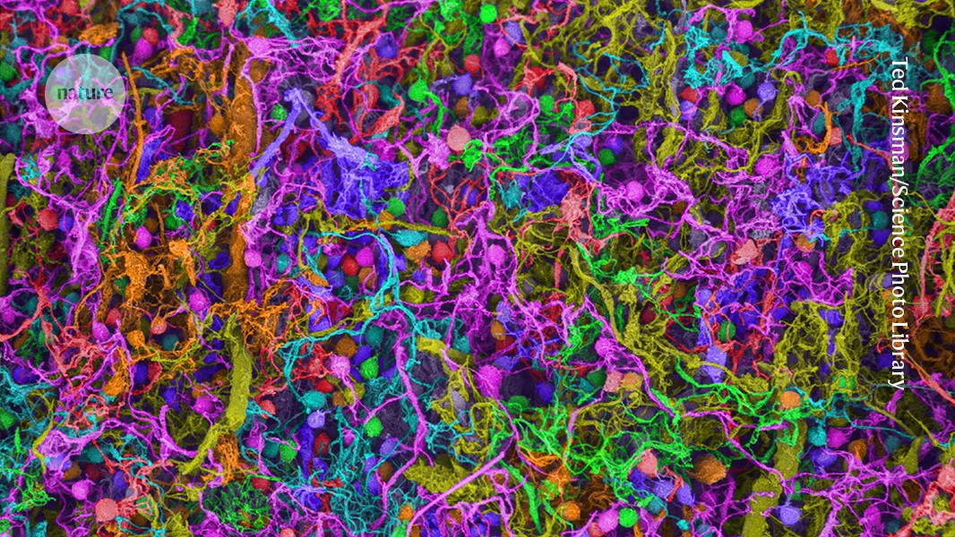 How the brain builds sentences, neuron by neuron