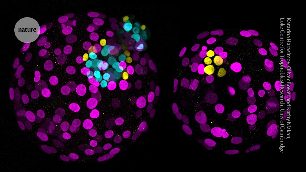 ‘Edited’ human embryos reveal secrets of our development — and fuel ethical debate