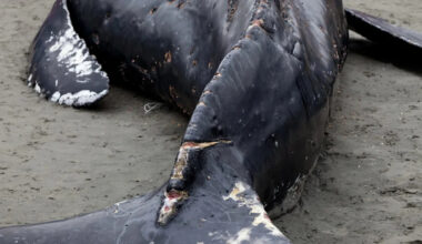 Popular California beach temporarily closes after dead humpback whale draws crowds, sparks shark warnings