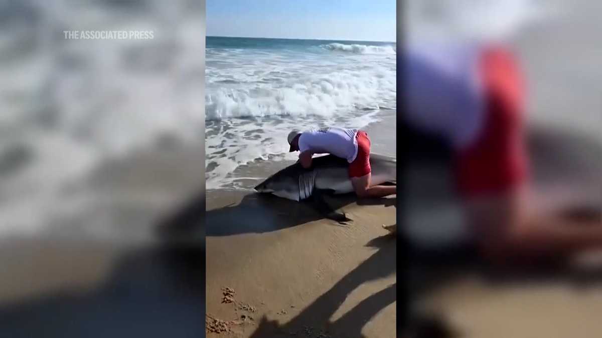 Fisherman catches white shark, removes hook and releases it