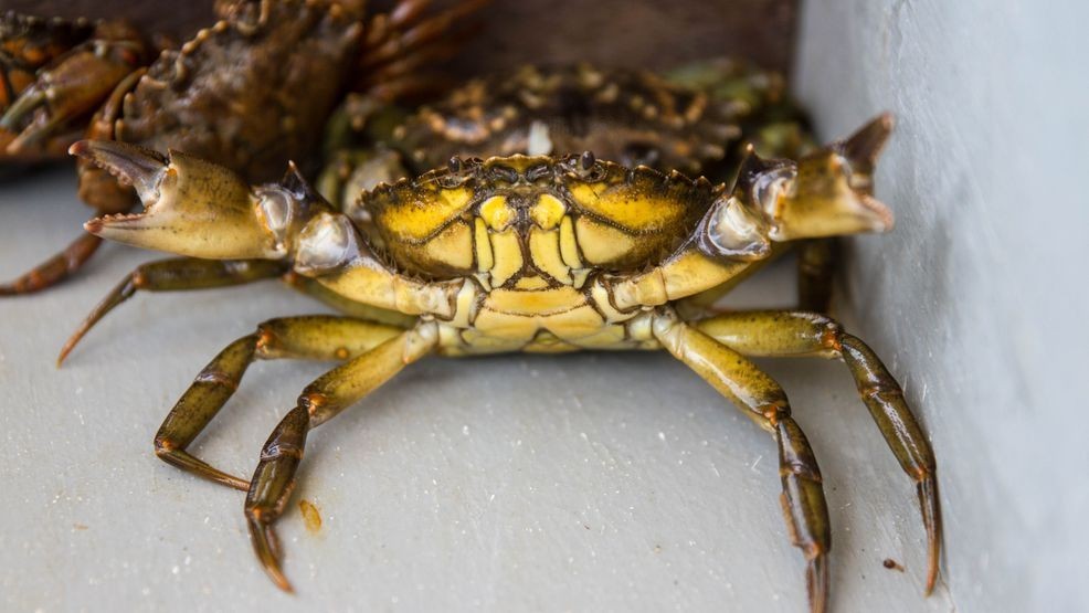 Green crabs continue to make an impact on Maine's natural habitat and native plants. (P. McAleenan)