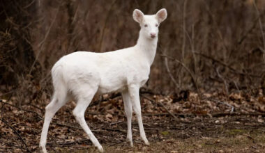 Rare Albino Deer and Her Snow-White Baby Are Almost Too Beautiful to Be Real