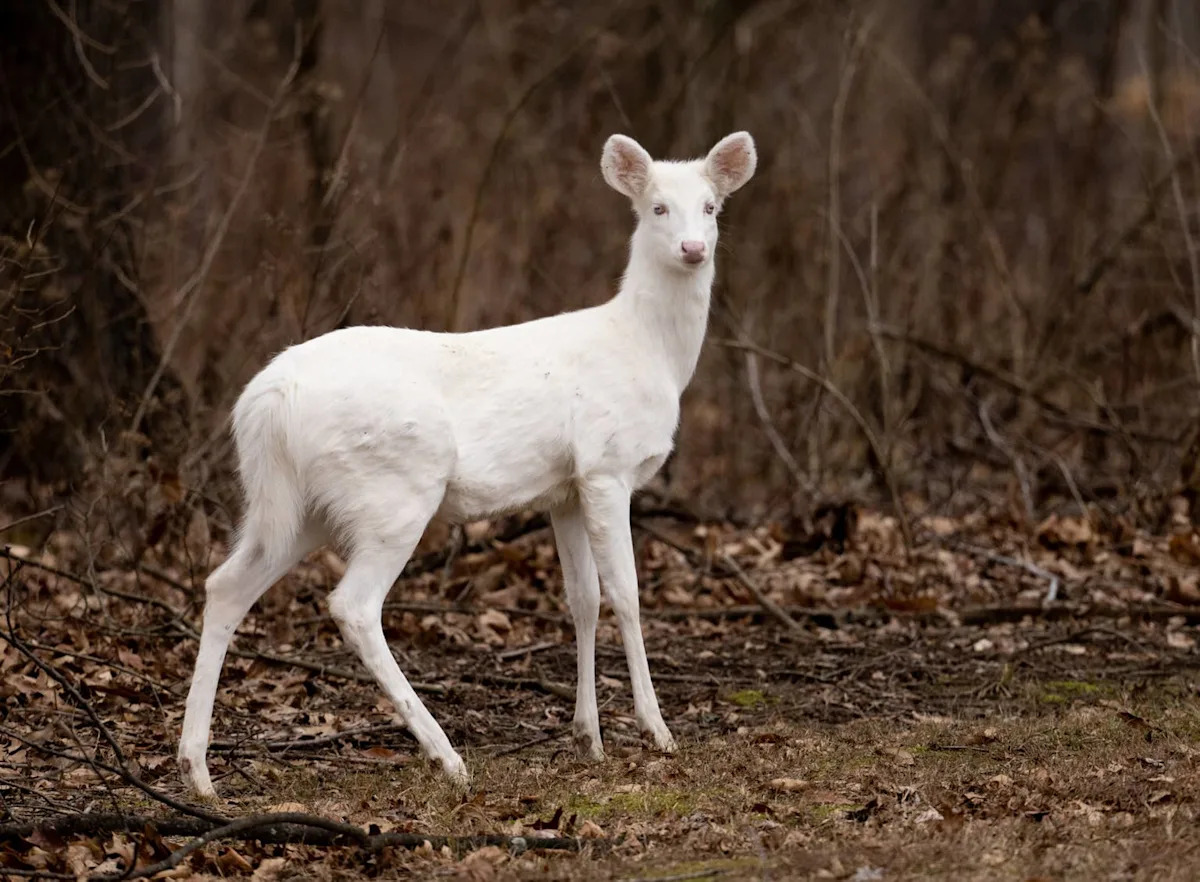 Rare Albino Deer and Her Snow-White Baby Are Almost Too Beautiful to Be Real