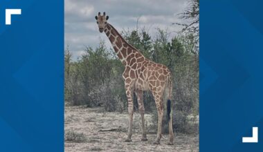 Gracie the giraffe has gone missing in Texas