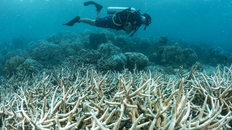 a diver swimming over a bleached coral reef