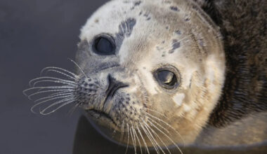 Heartwarming Sea Lion Pup Reunites with His Mom After Separation