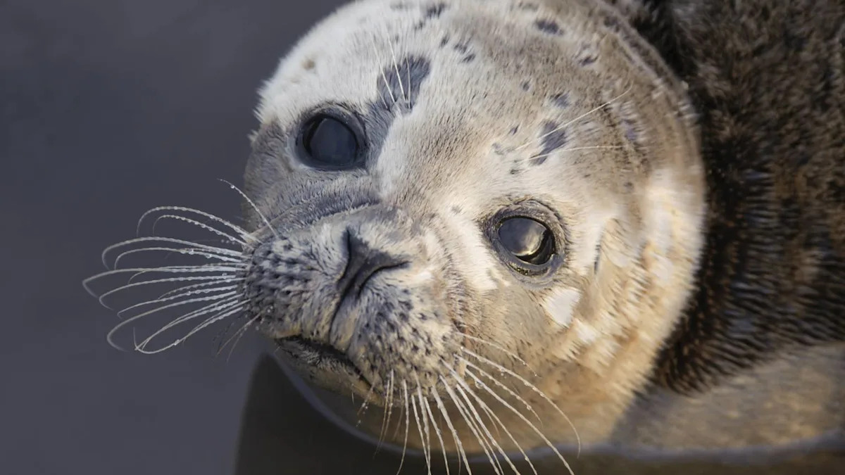 Heartwarming Sea Lion Pup Reunites with His Mom After Separation