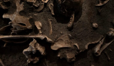 Scientists find scorched bones deep inside South African cave, suggesting early humans tended fire nearly 1.8 million years ago