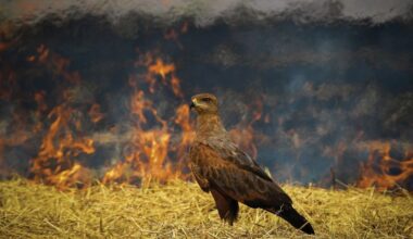 A Savanna Hawk waits beside a wildfire to hunt fleeing animals in this award-winning photo – shot on an 83x superzoom camera