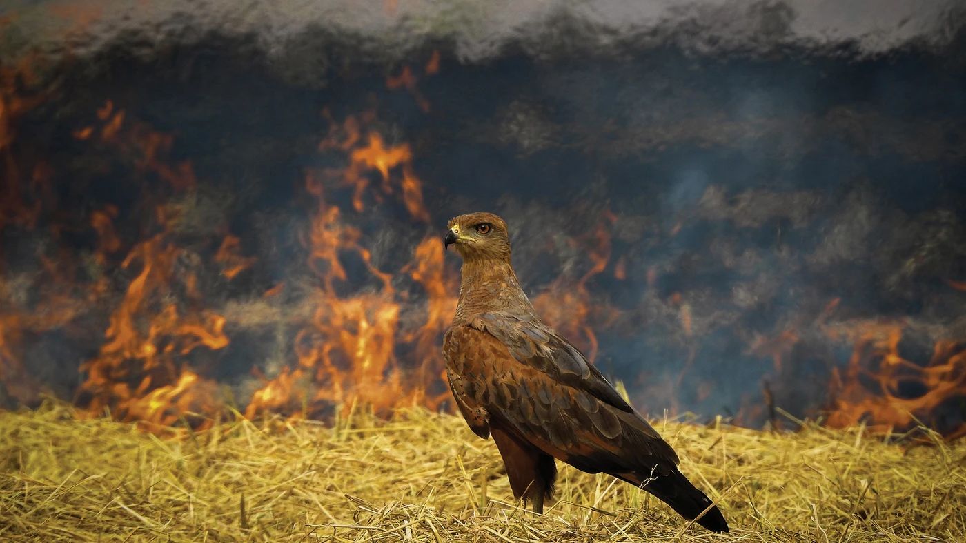 A Savanna Hawk waits beside a wildfire to hunt fleeing animals in this award-winning photo – shot on an 83x superzoom camera