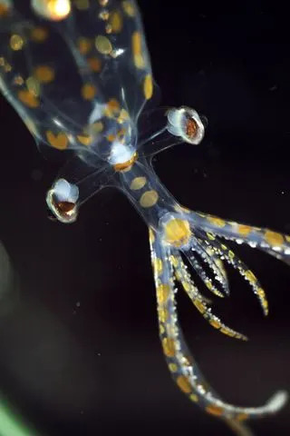 Juvenile Glass Squid found on the coast of BrazilCredit: Emily Clark / MBARI via Schmidt Ocean Institute