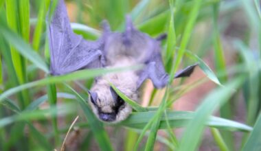 Bat found in Niwot tested positive for rabies