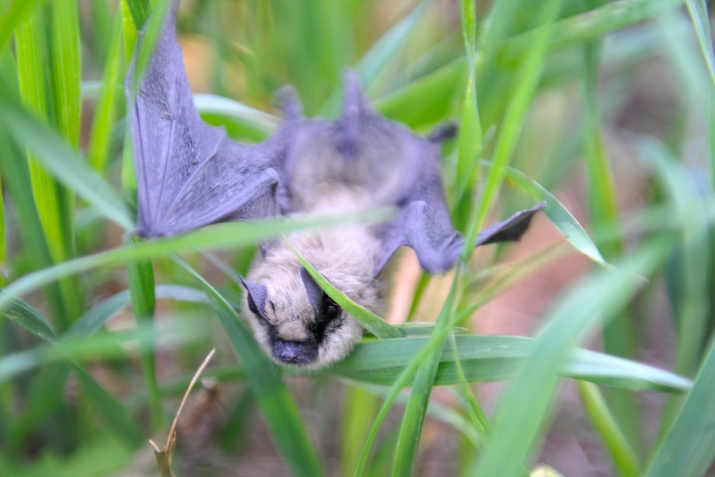 Bat found in Niwot tested positive for rabies