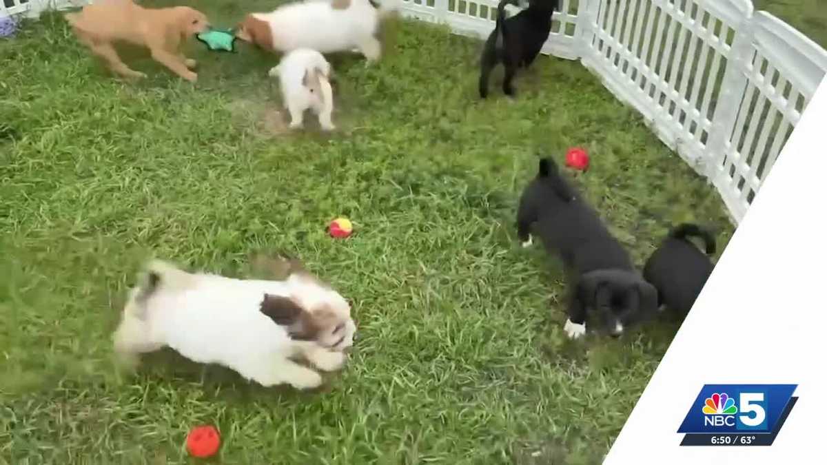 Pet Connection: June 25, 2026